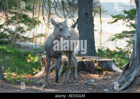 Le mouflon d'Amérique de la région de Two Medicines Lake, dans le parc national de Glacier, au Montana, aux États-Unis Banque D'Images