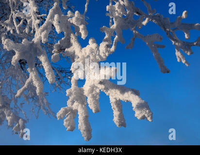 Close up de branches d'un arbre couvert de givre givre Banque D'Images