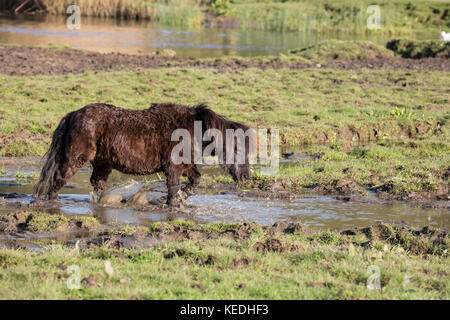 Petit Poney pataugeant par champ boueux Banque D'Images