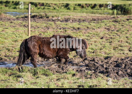 Petit Poney pataugeant par champ boueux Banque D'Images