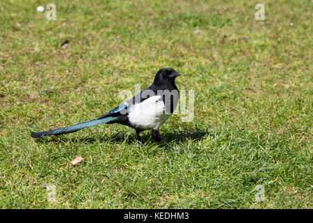 Magpie sur l'herbe sous le soleil Banque D'Images