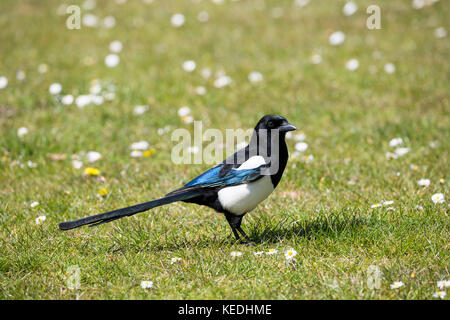 Magpie sur l'herbe sous le soleil Banque D'Images