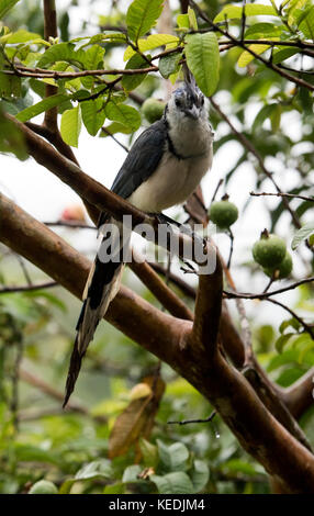 Pie bleue-jay dans un pommier au Costa Rica Banque D'Images