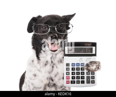 Chien comptable avec la calculatrice sur fond blanc Banque D'Images