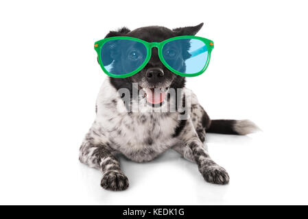 Chien avec des lunettes de soleil couché sur fond blanc Banque D'Images