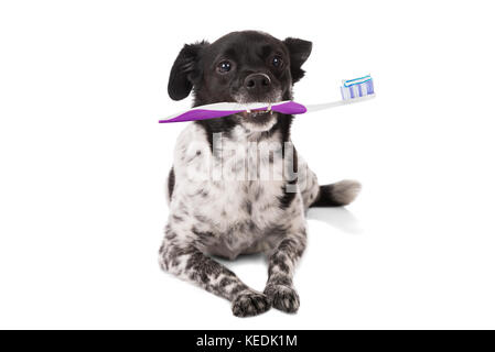 Avec une brosse à dents de chien sur fond blanc Banque D'Images
