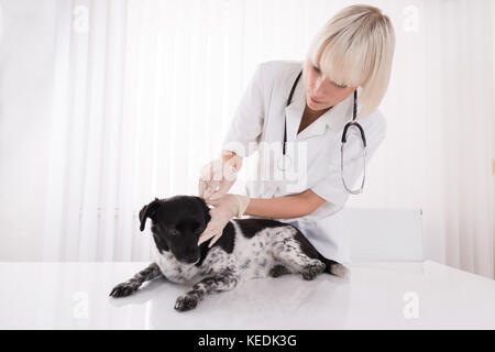 Jeune femme de ménage de l'EFP l'oreille de chien en clinique Banque D'Images