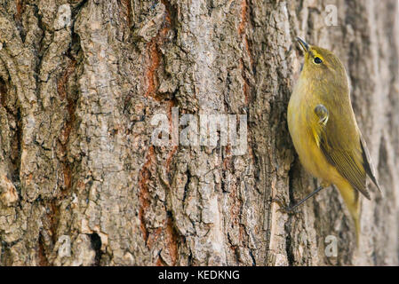 Grosbec casse-noyaux phylloscopus collybita ou sur un arbre avec copie espace pour le texte Banque D'Images