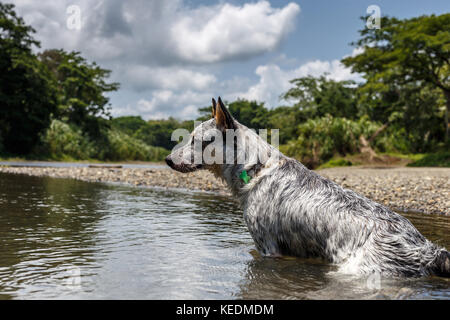 Australian Cattle Dog debout à l'attention dans l'eau Banque D'Images