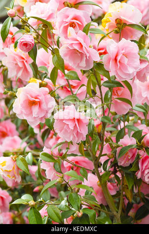 Japonais rose fleurs de camélia (camellia japonica). belle floraison rose bush Banque D'Images