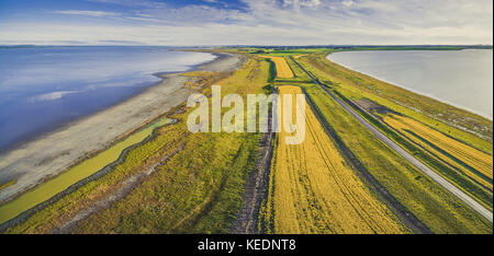 Panorama de l'antenne de champs de colza jaune vif entre deux lacs dans la belle campagne australienne Banque D'Images