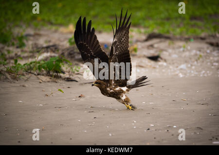 Un milan noir oiseau décollant de la plage Banque D'Images