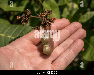 Cajou vert fruits sur l'arbre Banque D'Images