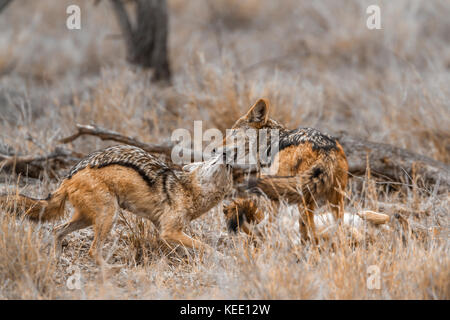 Le chacal à dos noir dans le parc national Kruger, Afrique du Sud ; espèce canis mesomelas famille des canidés Banque D'Images