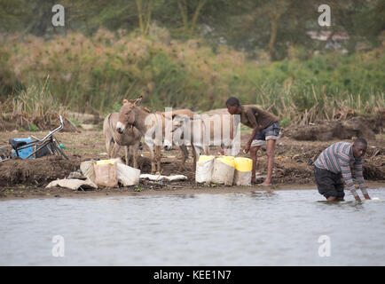 Les hommes africains et les ânes à la collecte de l'eau lac Naivasha au Kenya Banque D'Images