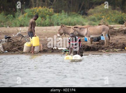 Les hommes africains et les ânes à la collecte de l'eau lac Naivasha au Kenya Banque D'Images