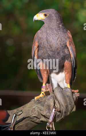 Belle blonde woman holding an harris hawkon un gant de protection. Banque D'Images