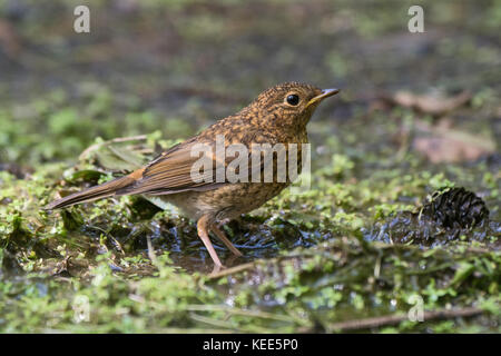 Rougegorge familier Erithacus rubecula aux abords récemment juvénile Août Norfolk à part entière Banque D'Images