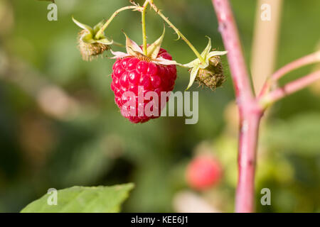 Libre de la framboise avec la direction générale de l'un de petits fruits mûrs et les petits fruits encore verts deux. Banque D'Images