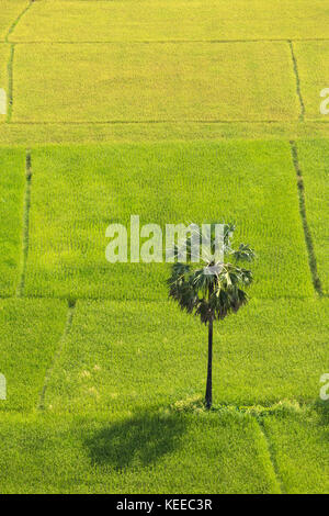 Paysage rural avec un seul arbre sur terrain en myanmar. Vue aérienne Banque D'Images