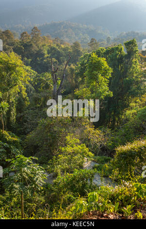 La forêt tropicale luxuriante Banque D'Images