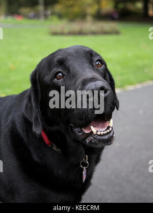 Dogue Allemand gris, noir lab, bull terrier dans le parc Banque D'Images