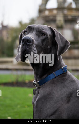 Dogue Allemand gris, noir lab, bull terrier dans le parc Banque D'Images