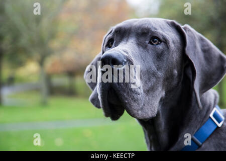 Dogue Allemand gris, noir lab, bull terrier dans le parc Banque D'Images