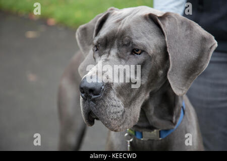 Dogue Allemand gris, noir lab, bull terrier dans le parc Banque D'Images