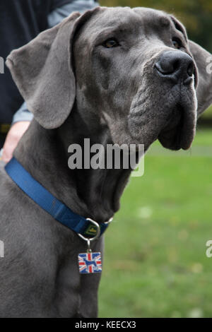 Dogue Allemand gris, noir lab, bull terrier dans le parc Banque D'Images