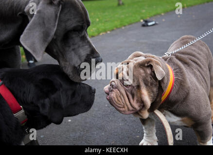 Dogue Allemand gris, noir lab, bull terrier dans le parc Banque D'Images