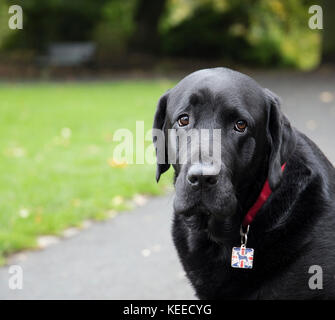 Dogue Allemand gris, noir lab, bull terrier dans le parc Banque D'Images