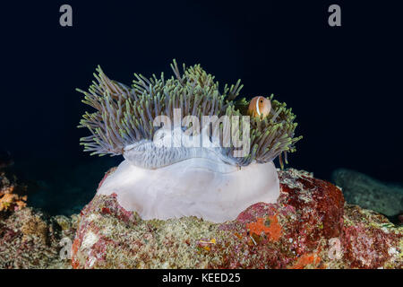 Les Maldives poisson clown (Amphiprion nigripes) nager près de l'anémone rose Banque D'Images