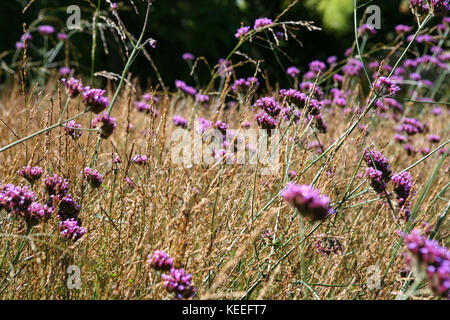 Vebena bonariensis dans les graminées Banque D'Images