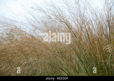 Molinia caerulea subsp. Arundinacea 'transparent' (herbe-lande pourpre) herbe ornementale à fleurs Banque D'Images