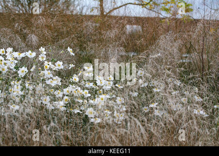 Anemone 'Honorine Jobert' / anemone japonais blanc parmi les graminées Banque D'Images