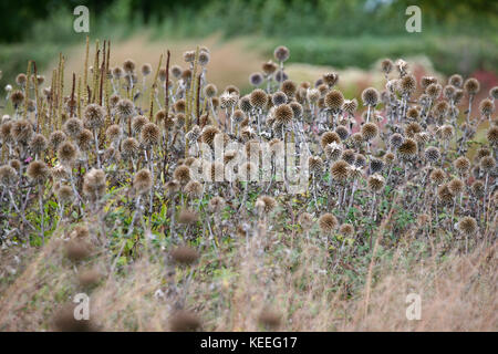 Echinops ritro en graines de graminées, de l'intérêt de l'automne dans le jardin Banque D'Images