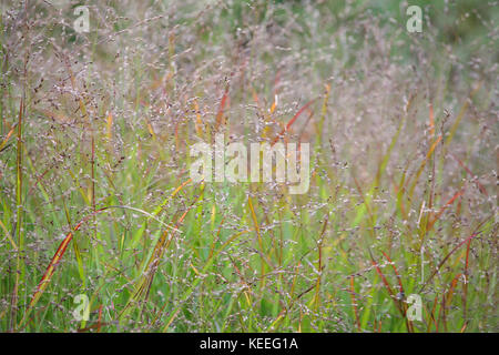 Panicum virgatum 'shenandoah' / panic en automne, avec de petites fleurs délicates finement ramifié Banque D'Images