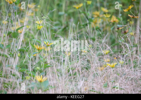 Rudbeckia subtomentosa 'henry eilers' Banque D'Images