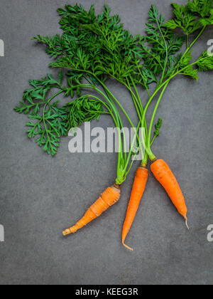 Carottes fraîches bouquet sur fond de béton foncé. raw carottes fraîches avec des queues. produits frais bio carottes avec feuilles. tas de carottes fraîches avec le vert Banque D'Images