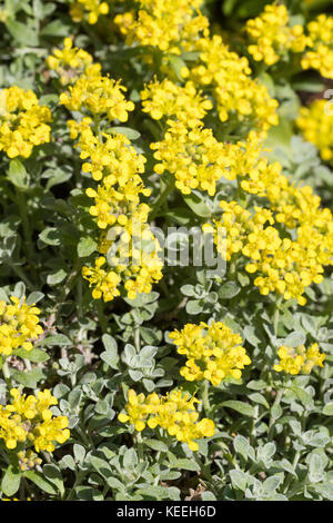 Steinkraut alpensteinkraut-alpen, alyssum alpestre, alpine, madwort, passerage alpestre, alysson alpestre Banque D'Images