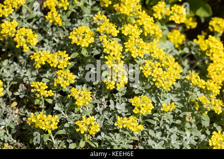 Steinkraut alpensteinkraut-alpen, alyssum alpestre, alpine, madwort, passerage alpestre, alysson alpestre Banque D'Images