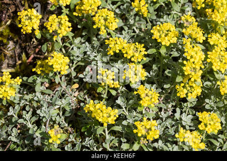 Steinkraut alpensteinkraut-alpen, alyssum alpestre, alpine, madwort, passerage alpestre, alysson alpestre Banque D'Images