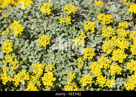 Steinkraut alpensteinkraut-alpen, alyssum alpestre, alpine, madwort, passerage alpestre, alysson alpestre Banque D'Images