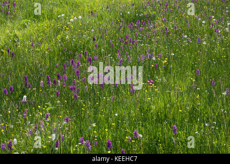 Breitblättriges Knabenkraut, Breitblätteriges Knabenkraut, Breitblättrige Fingerwurz, Orchideenwiese, Dactylorhiza majalis, orchidée de marais de l'ouest, broa Banque D'Images