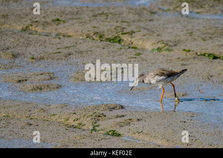 Chevalier arlequin wild bird oiseau à la recherche de nourriture et de lissage sur le bord de mer de sable de l'estuaire de la rivière Banque D'Images