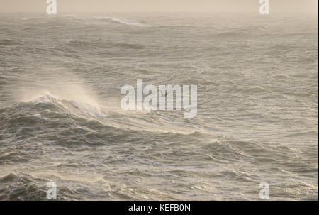 Portland Bill, Dorset. 21 Oct 2017. Météo britannique. Brian tempête frappe la côte sud avec d'énormes vagues et des vents forts. Portland Bill prend les conditions difficiles. Credit : DTNews/Live Alamy News Banque D'Images