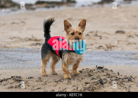 Chien joue sur la plage, New Brighton, Merseyside. Météo britannique. 21 octobre 2017. Brian Storm jupes le Wirral que les touristes arrivent à la plage pour la marée haute. Ce domaine de la côte a subi de graves dommages à la suite de tempêtes antérieures mais en raison de vents du large à midi, le pire de la météo a contourné cette partie de l'estuaire de la Mersey. Credit : MediaWorldImages/Alamy Live News Banque D'Images