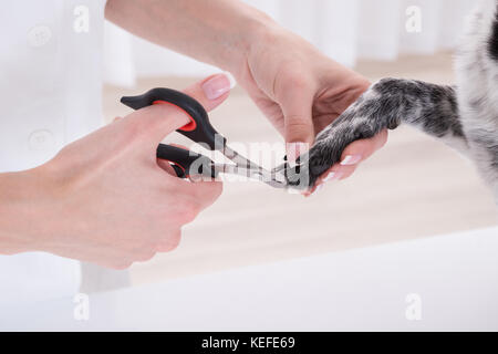 Close-up d'un vétérinaire du chien coupe ongle Banque D'Images