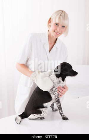 Heureux les jeunes femmes dans l'examen clinique vétérinaire chien Banque D'Images